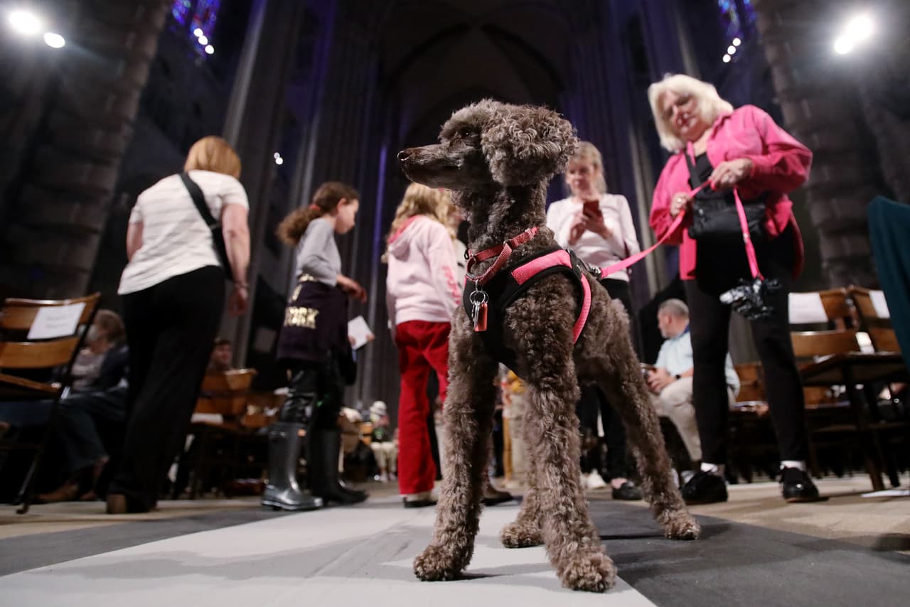 Perros de diversas razas y tamaños estuvieron en la catedral.