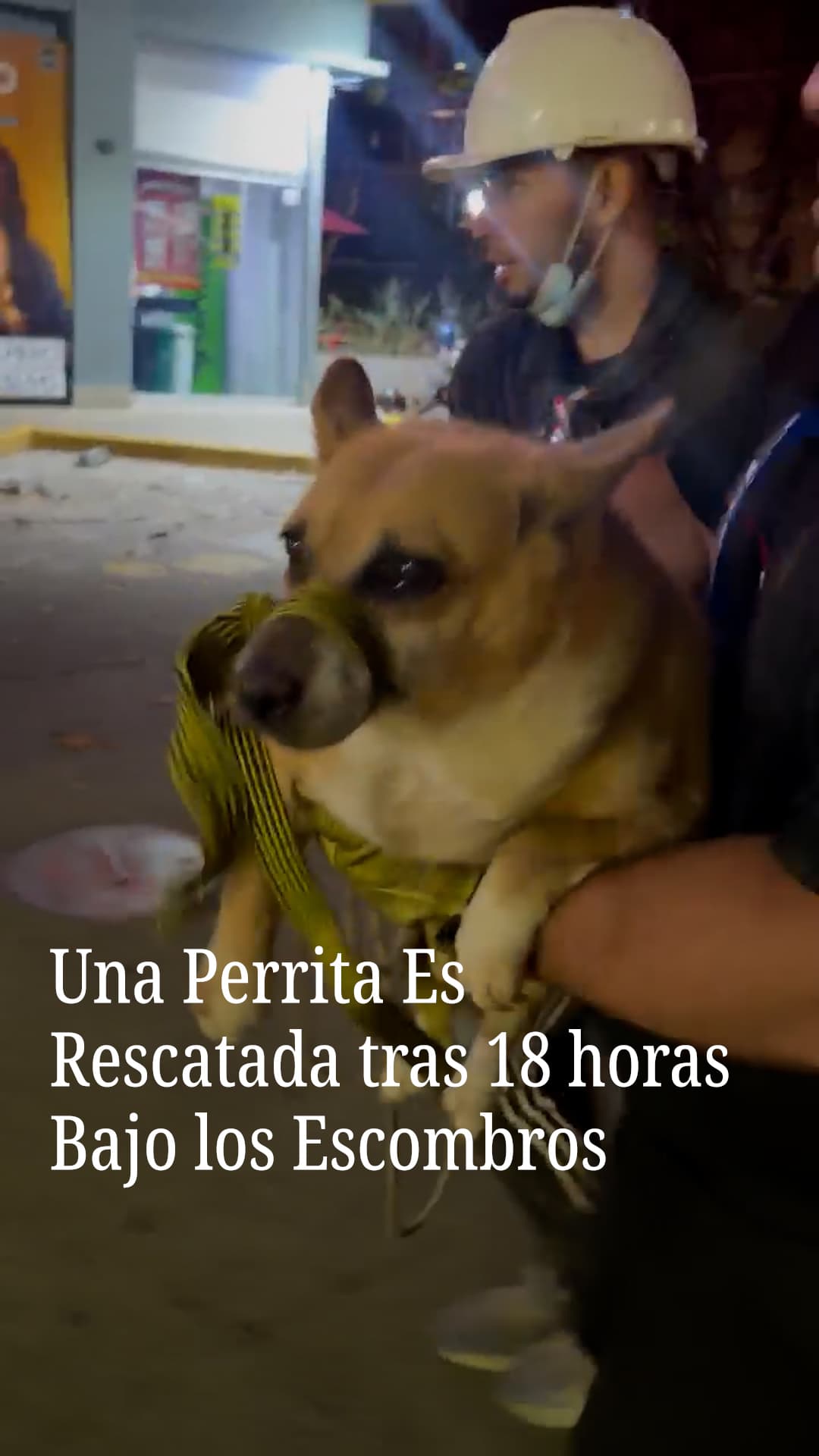 Una perrita es rescatada tras 18 horas bajo los escombros