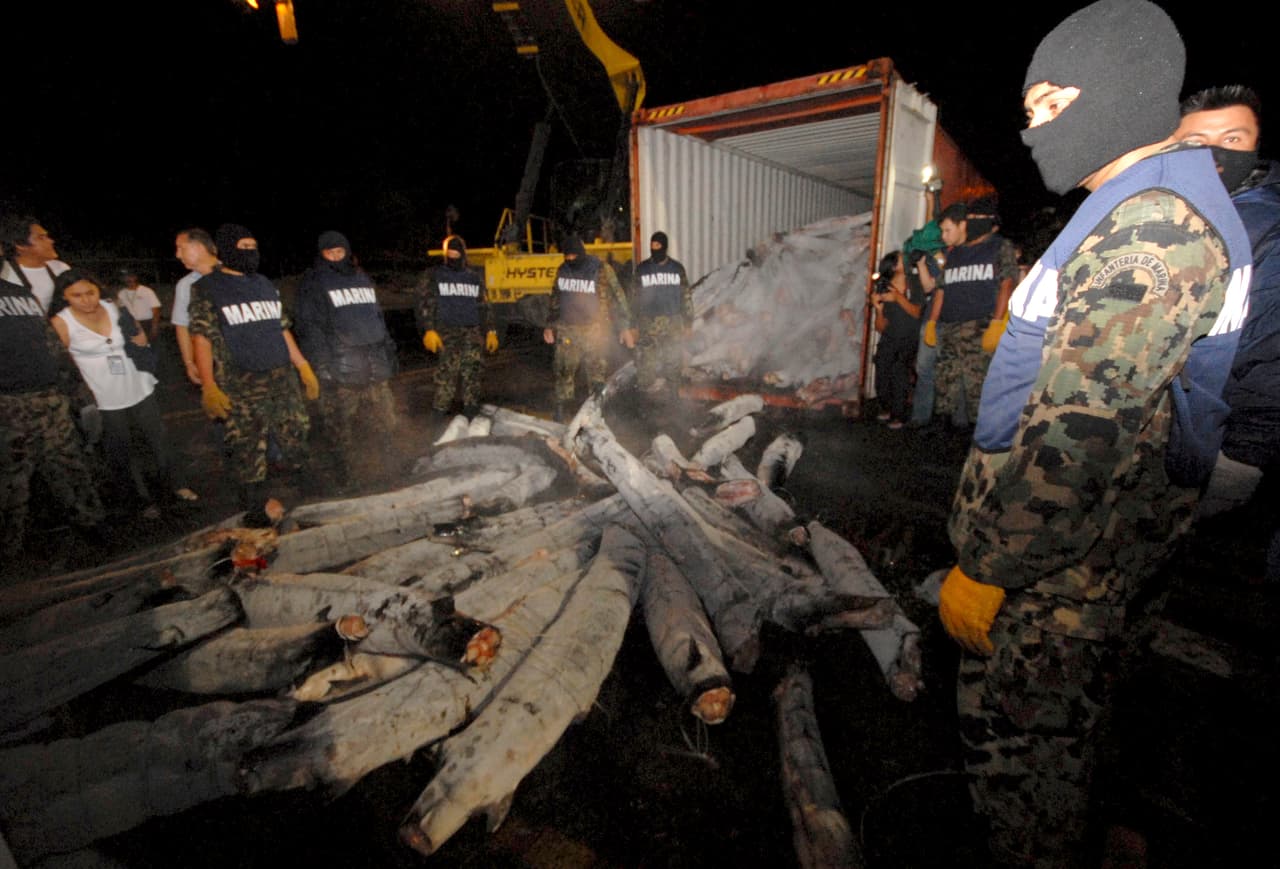 <b>Tiburones congelados</b>
<br>En 2009, en Progreso, Yucatán agente antidrogas descubrieron 
<a href="https://www.reuters.com/article/us-drugs/cocaine-haul-found-hidden-in-frozen-sharks-idUSTRE55G4UW20090617">un cargamente de tiburones congelados</a> que estaban llenos de cocaína. Lo traficantes esperaban que el olor y el frío distrajera a los perros y los guardias, pero sobre todo querían aprovechar que este tipo de cargamentos con alimentos perecederos no se pueden detener por mucho tiempo porque corren el riesgo de estropearse. 
<br>