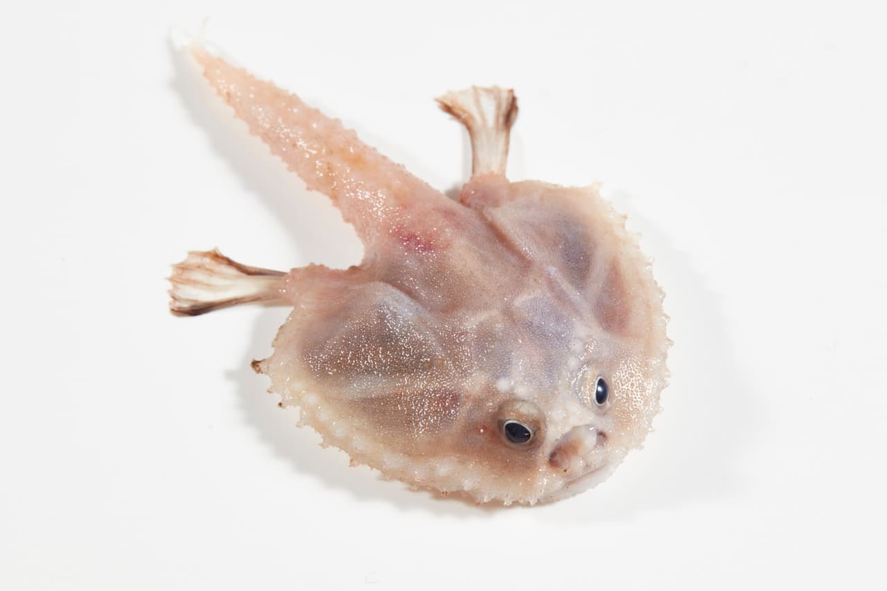 En la imagen un pez murciélago de aguas profundas que deambulan por el lecho marino con sus aletas en forma de brazo. Cuentan con un pequeño "señuelo de pesca" en un hueco en su hocico para atraer presas.