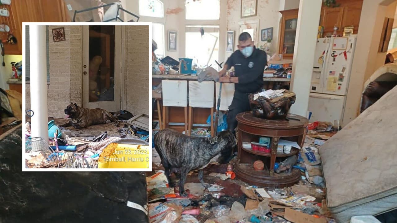 Rescatan a una mujer que estaba secuestrada en una casa con animales en estado de descomposición y residuos 