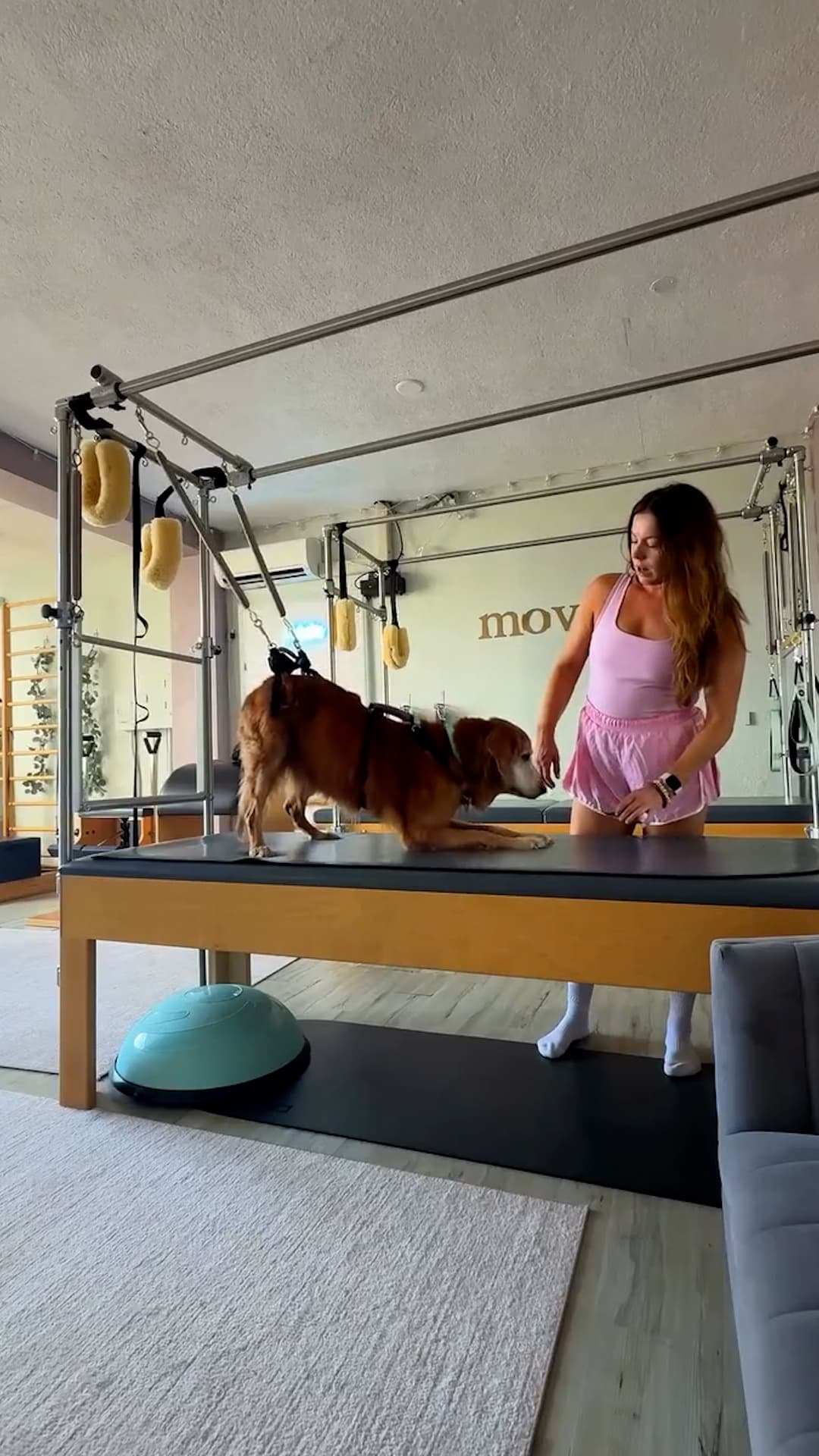 Un golden retriever recupera movilidad gracias al pilates