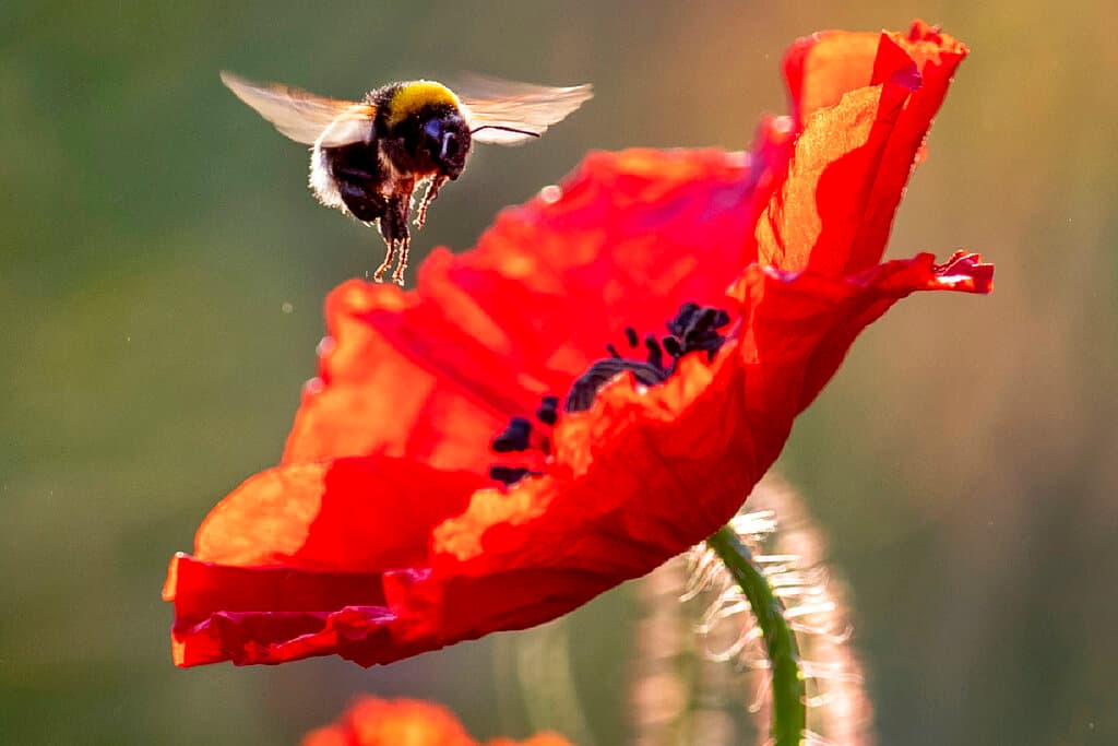 Tribunal de California dictamina que las abejas son peces