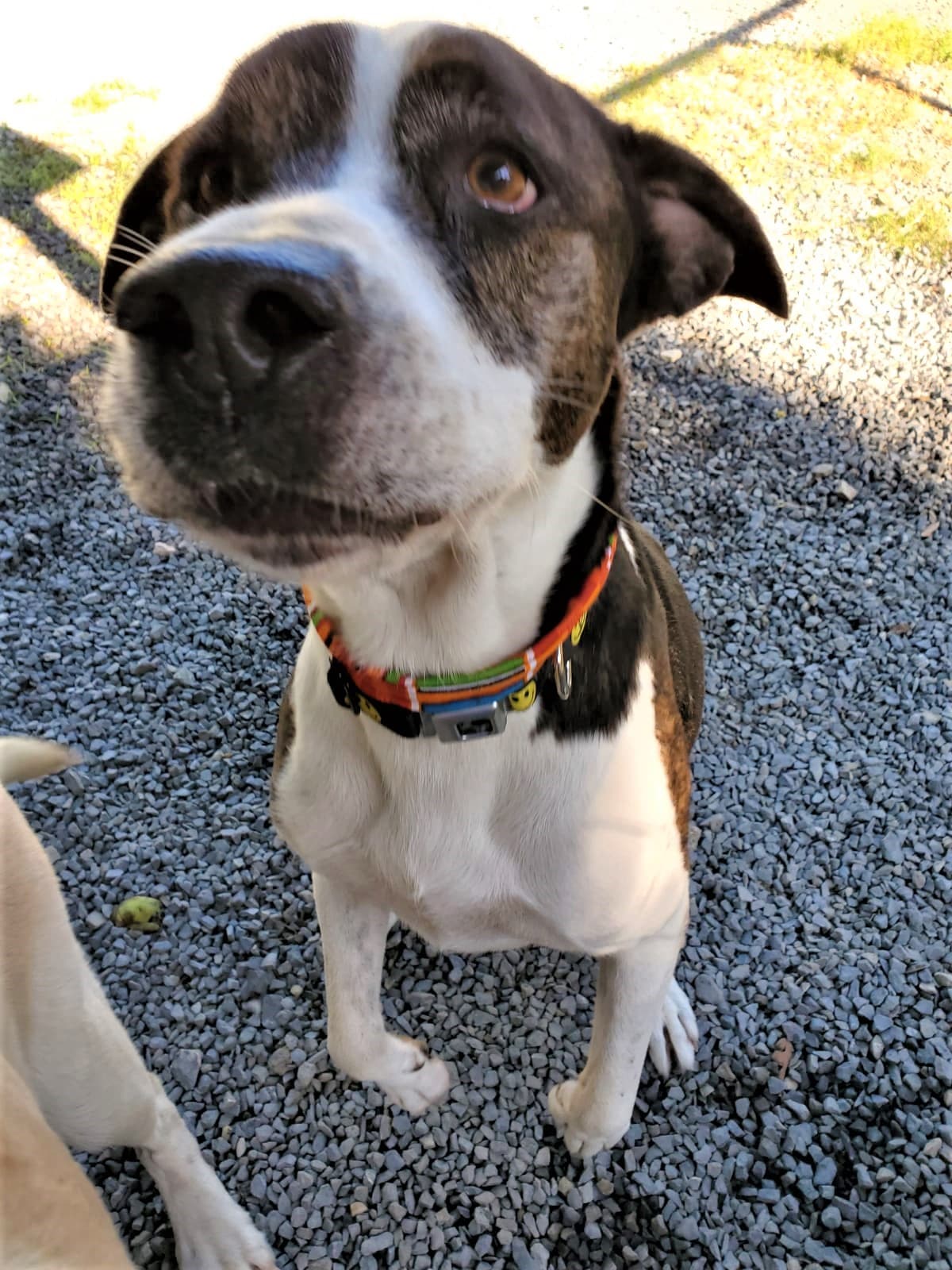 "Damos gracias por la oportunidad que tenemos a diario de trabajar con estos animalitos tan especiales y ver sus transformaciones de chicos asustados y tristes a mascotas llenas de vida listas para compartir su alegría con una familia. Ellos son nuestra razón de ser y son la fuerza que nos impulsa cada día”, indicó Bernal Martínez.
