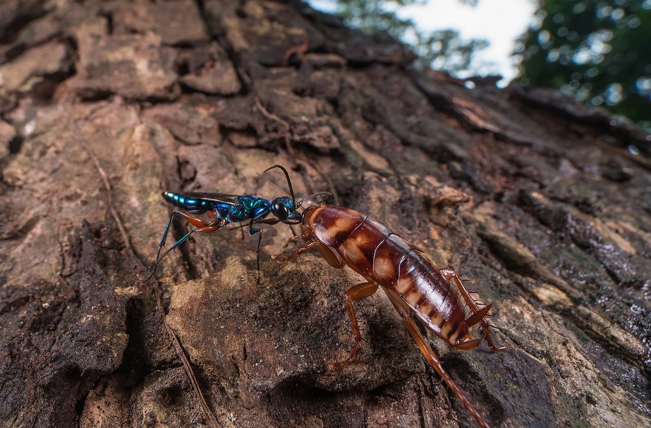 <b>‘La caza’</b>
<br>
<br>“La interacción entre la avispa joya y la cucaracha no es nada amistosa”, explica el concurso. “La avispa joya inyecta veneno en el cerebro de la cucaracha y la paraliza para poner un huevo dentro de ella”. Esta fotografía finalista fue tomada en Bengala Oriental, India.
<br>
<br>La organización del premio explicó que el tema de la convocatoria de este año se denominó ‘interconectados’.