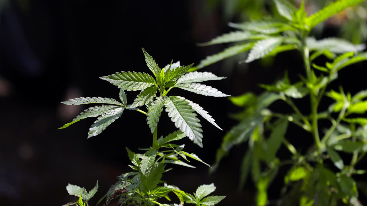 Suspensión del impuesto a la cannabis medicinal en el Distrito está vigente hasta el domingo