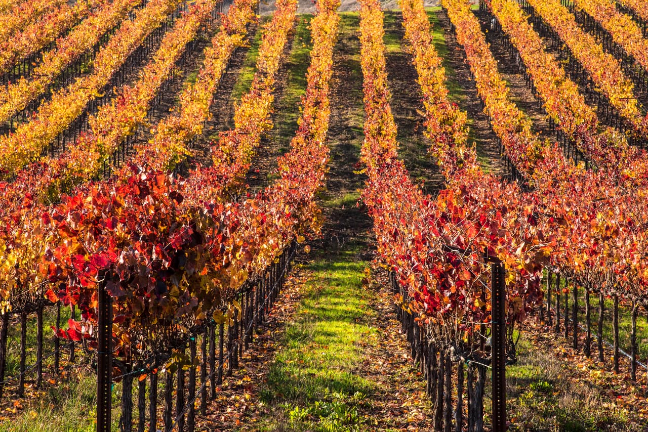 <h2 class="cms-H2-H2">25. Santa Rosa, California</h2>
<br>
<br>💵
<b>Salario mínimo por hora a partir del 1 de enero de 2023:</b> $17.06
<br>
<br>