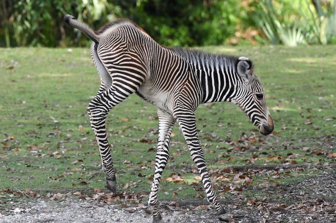 El pequeño estuvo junto con su madre y otras dos cebras.