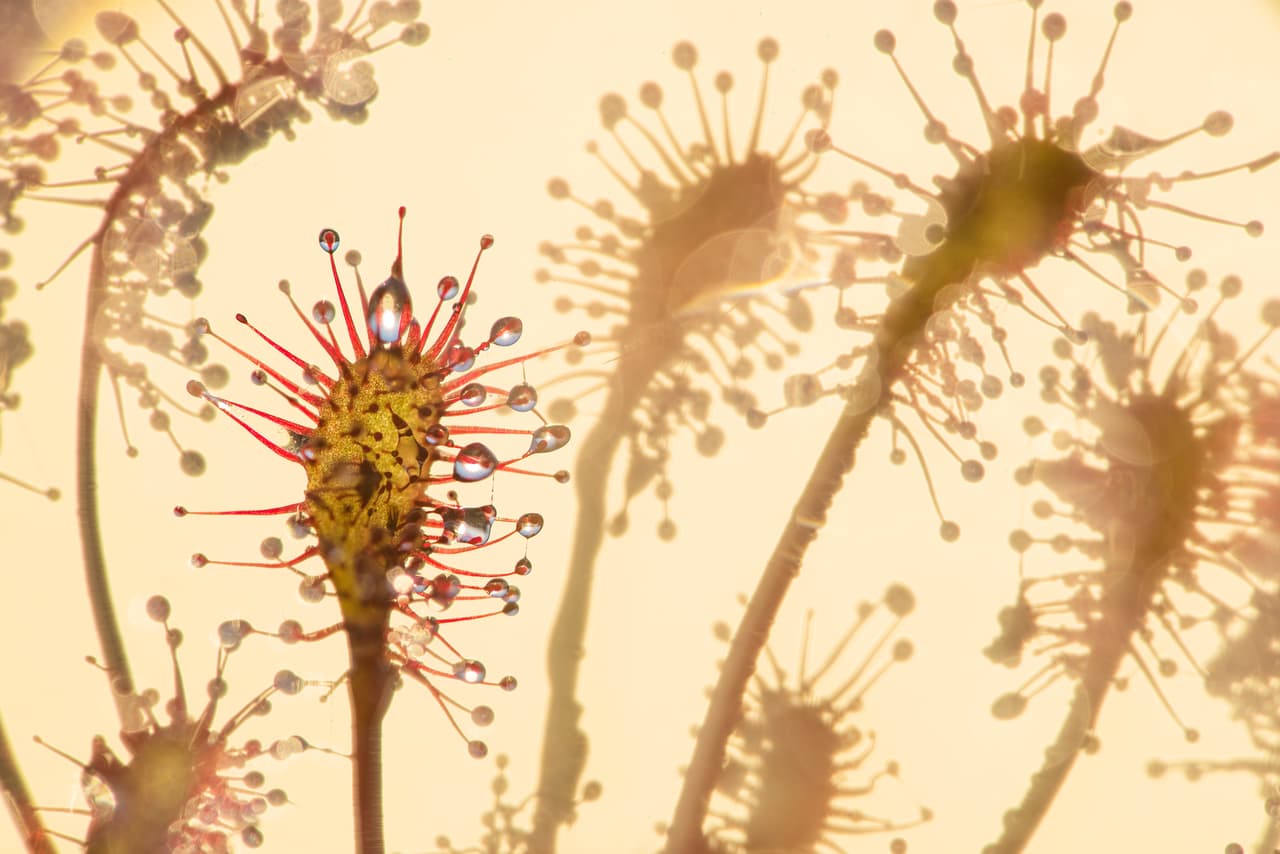 <b>‘Una situación pegajosa’, ganadora en la categoría ‘paisajes y flora’</b>. Las pequeñísimas gotas de néctar en las espinas de una drosera (planta carnívora), atraen a los insectos como si fuera una feria de dulces. Cuando uno aterriza embrujado por el azúcar la planta enrolla lentamente sus hojas y comienza a digerir a sus presas.