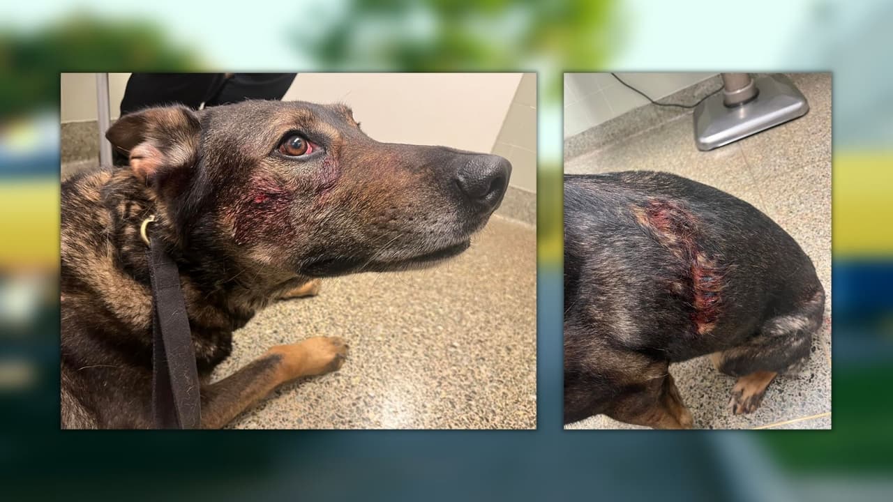 Arrestan a hombre acusado de morder en la cara y apuñalar a un perro policía