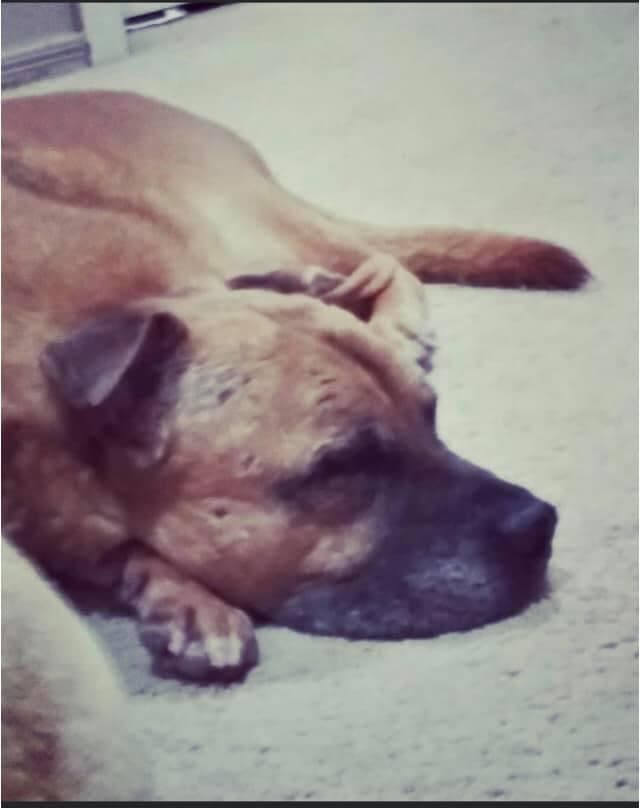 Chocolate es el perro de compañía de Karen, una joven autista.