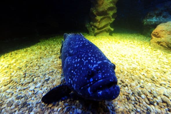 Sea Life, Turquía. Uno de los acuarios más modernos se encuentra en un lugar extraño: dentro del ‘shopping mall’ Forum Istanbul.
