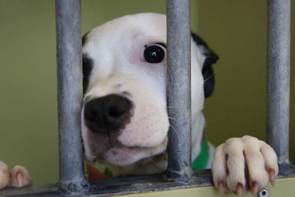 Muchos lugares se encargan de reproducir a los animales para ganar dinero, mientras hay muchos abandonados en la calle sin hogar, pasando frío y hambre.