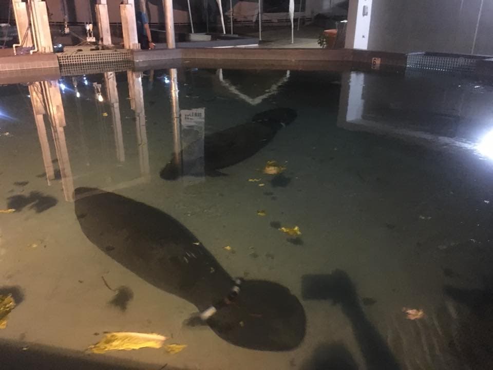 Yuisa y Aramaná de vuelta al Centro de Conservación de manatíes como medida preventiva.