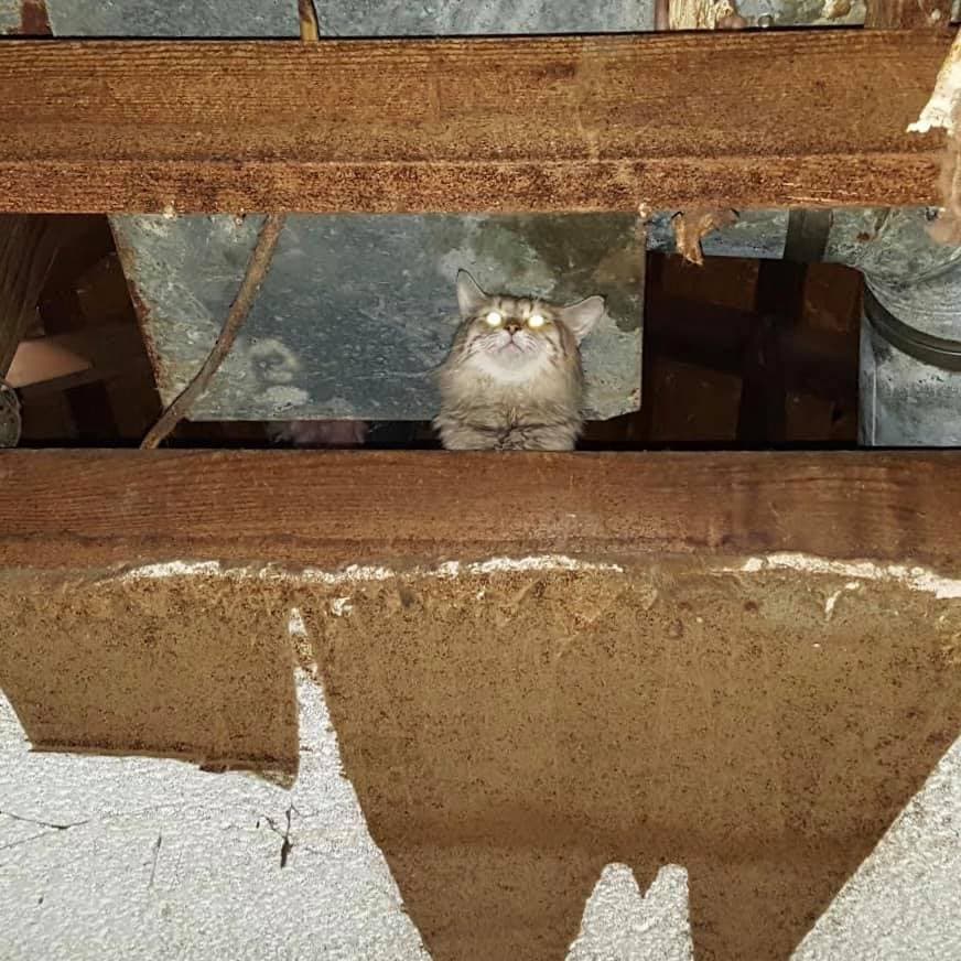 Los gatos fueron encontrados en las paredes, techo, ático, armarios, y cualquier lugar en los que se podían ocultar.