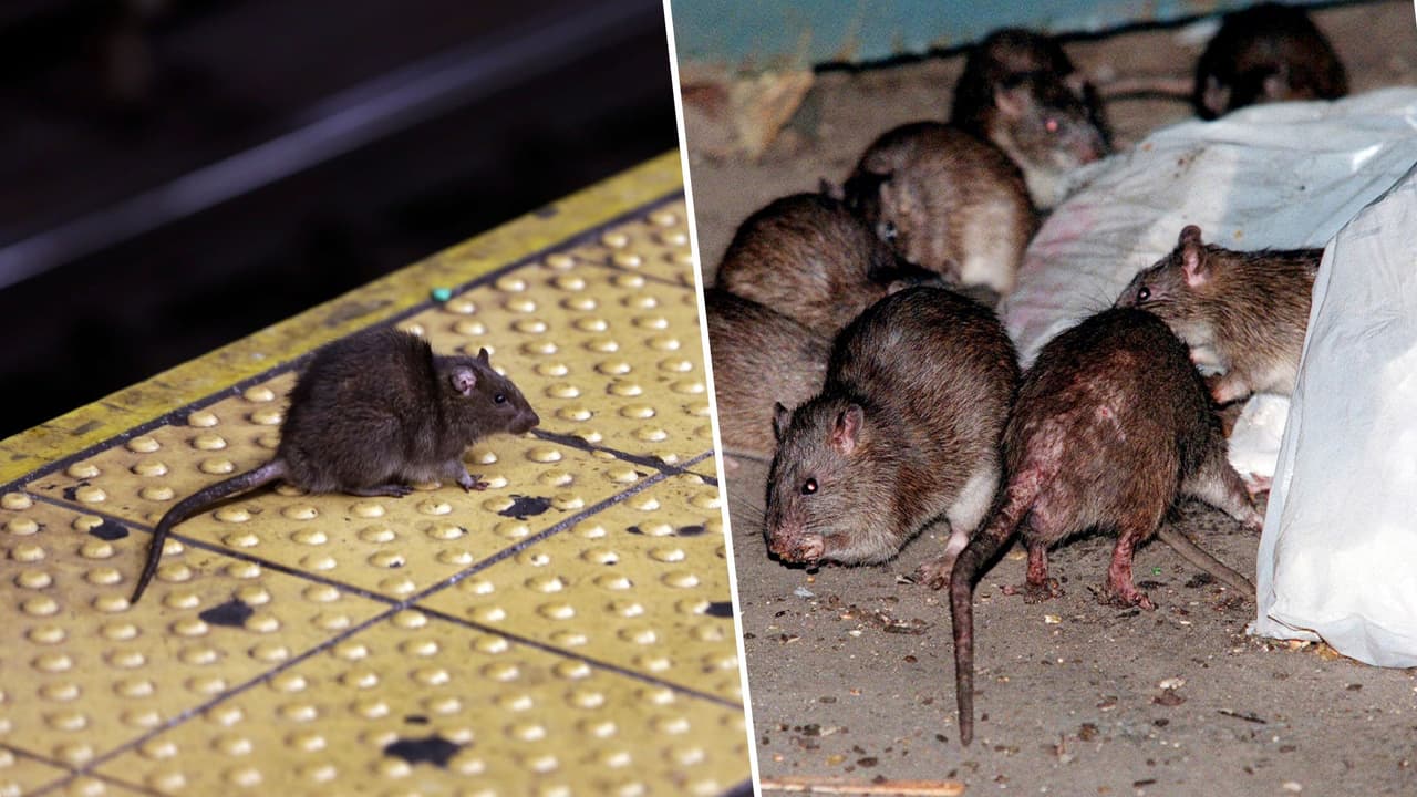 Estudio revela los 5 vecindarios con más ratas en la Ciudad de Nueva York