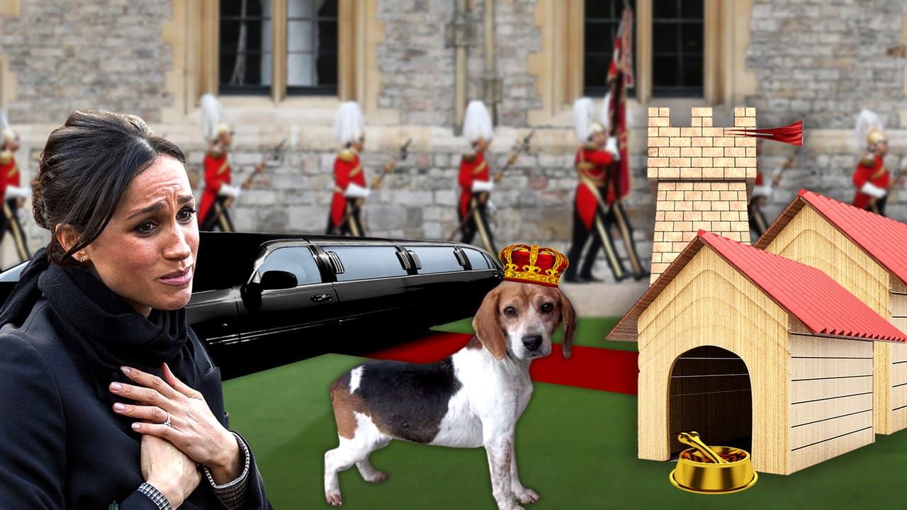 Del corredor de la muerte a la boda real: esta es la vida de Guy, el perro de Meghan Markle