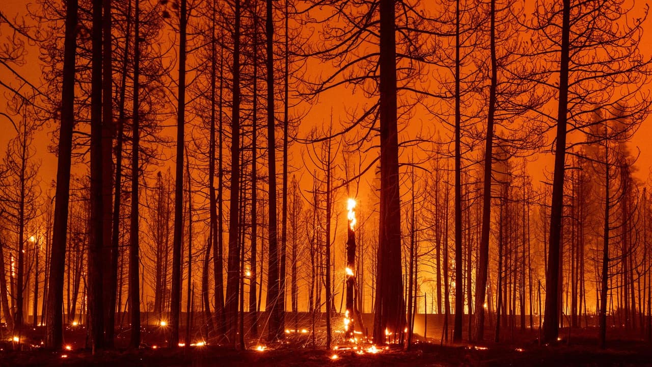 Cambio climático: ¿cuáles son sus impactos en la economía y cómo se verá afectada la producción de alimentos?