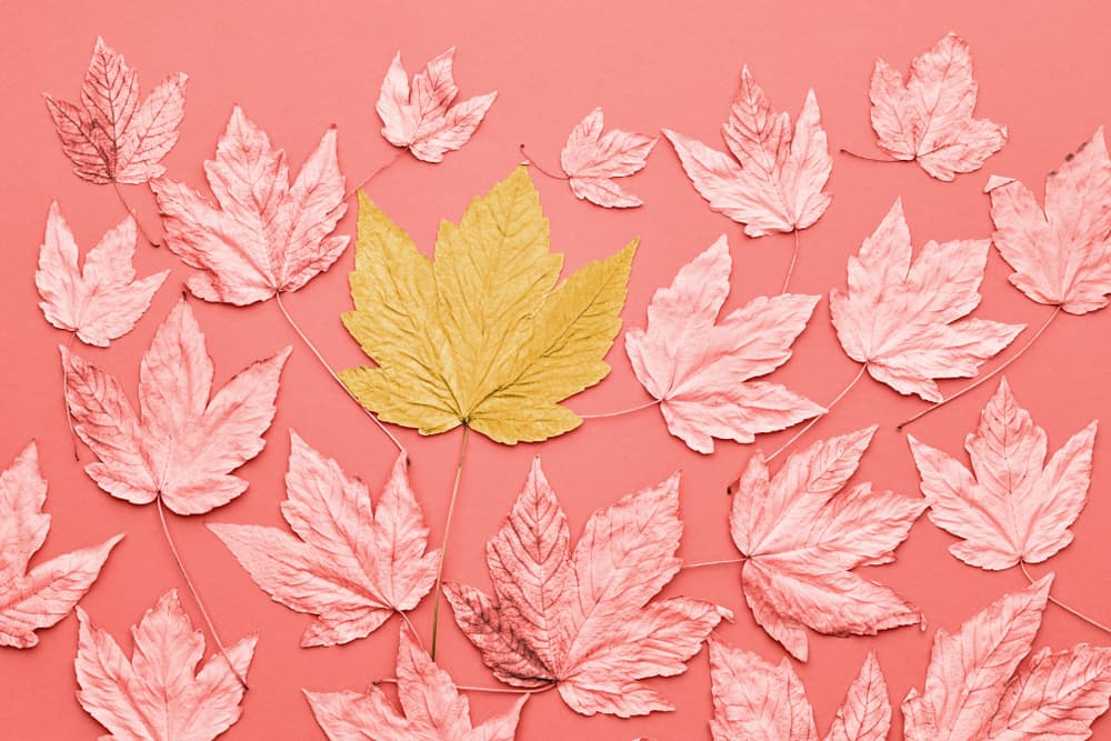 El nombre proviene del dios galés Mabon (se pronuncia meibon) que representaba la fertilidad masculina y aún hoy día los seguidores del paganismo realizan rituales muy elaborados asociados con esa deidad.