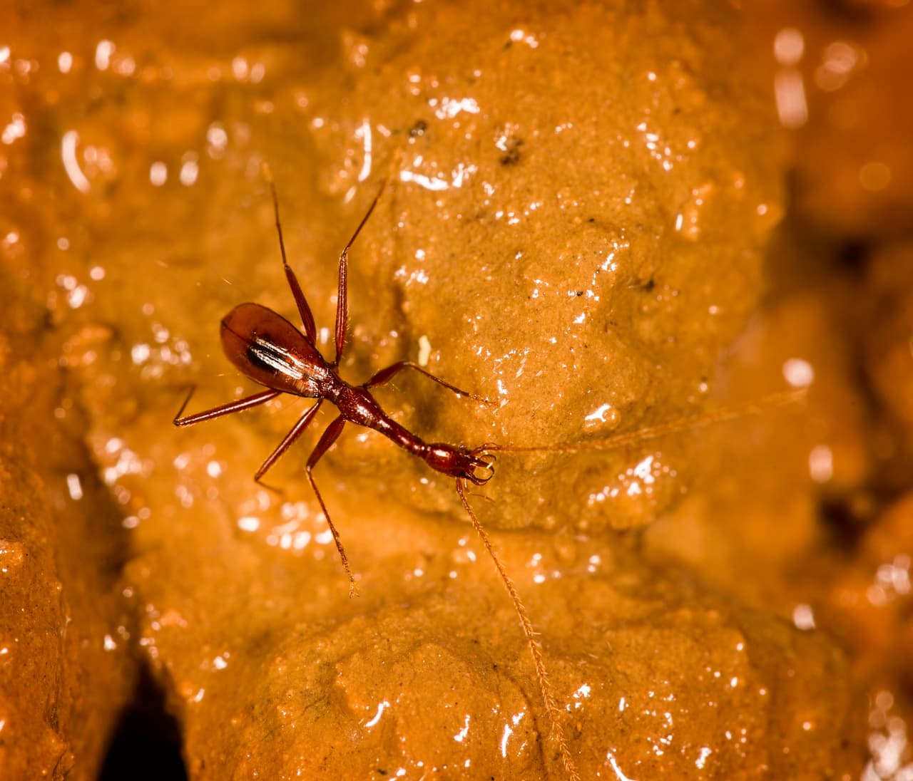 <b>Xuedytes bellus</b> Este pequeño escarabajo de unos 9 mm de largo habita en Duan, al sur de China. Fue encontrado en una cueva a las que se adaptó desarrollando patas largas y cuerpo delgado sin alas ni ojos.