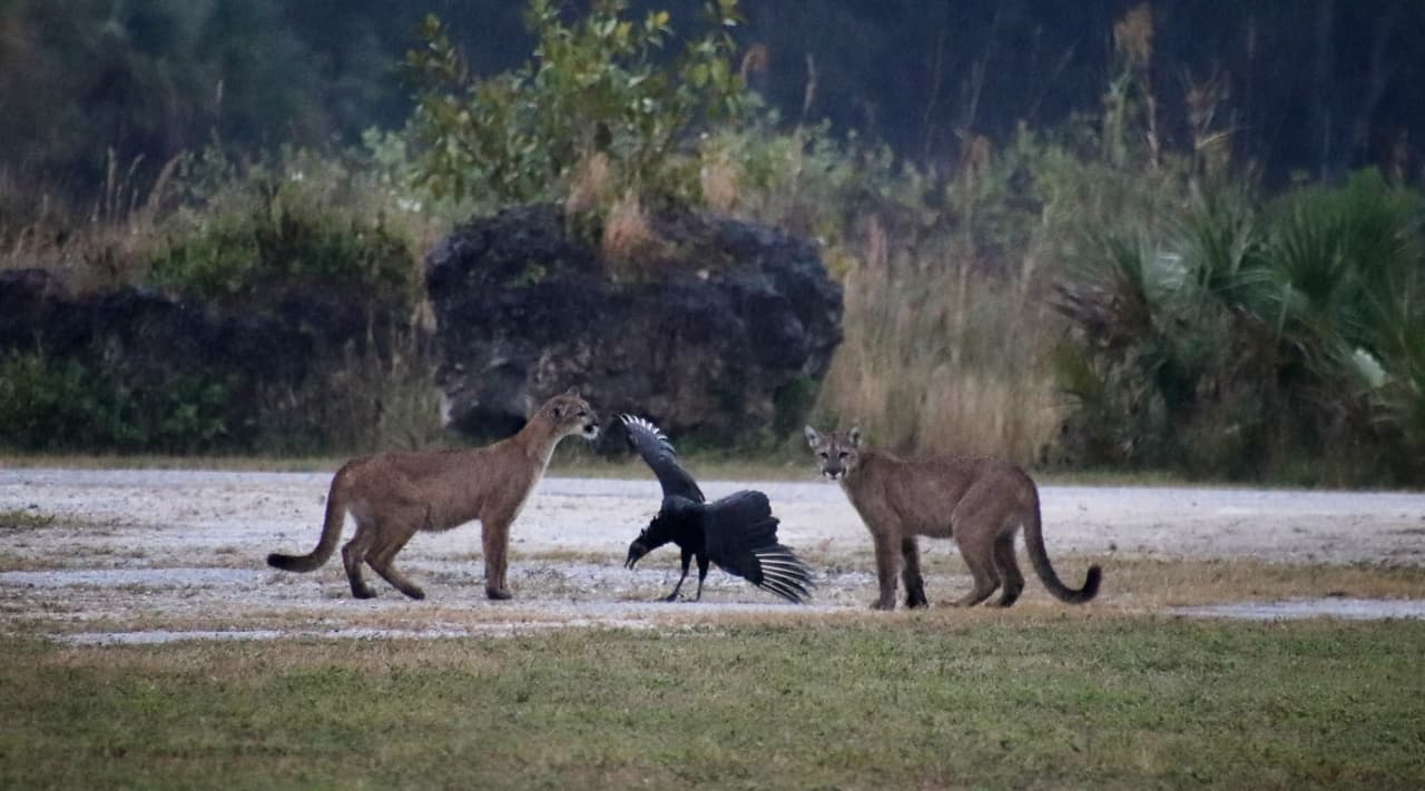 Captan a una familia de panteras persiguiendo a un buitre herido en los Everglades 