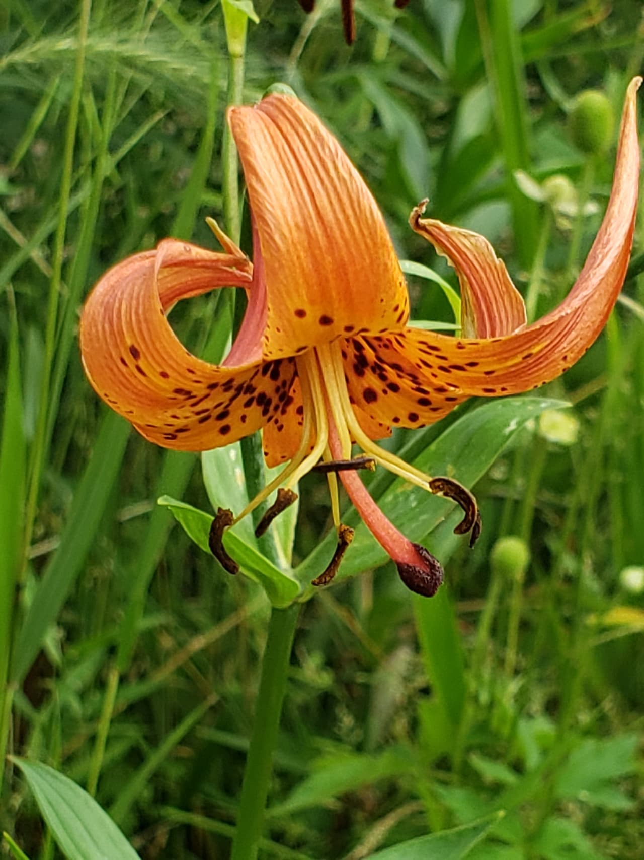 Abierto todo el año para disfrutar de diferentes plantas, flores, cascadas y más.