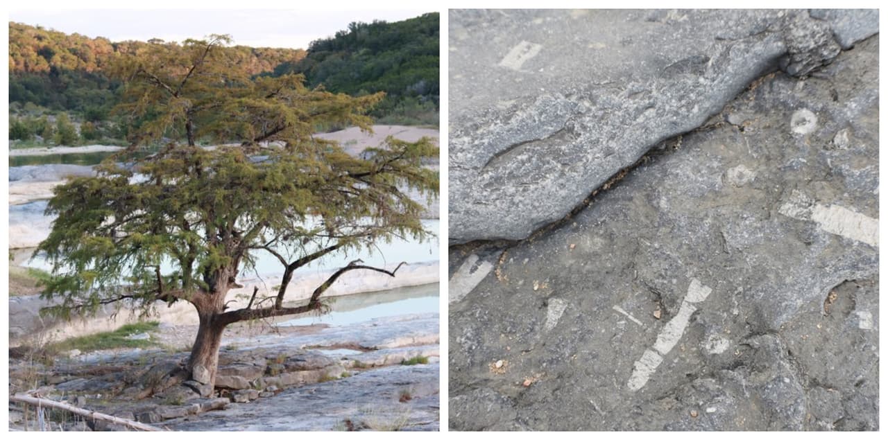 En este parque podrás ver fósiles de criaturas que caminaron por el área hace 300 millones de años 
