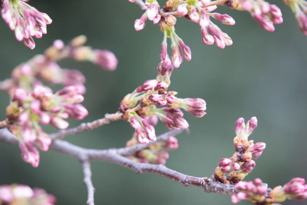 Los que no pueden viajar a Japón pueden, sin embargo, disfrutar de un espectáculo similar en algunos lugares de Estados Unidos, como en Washington DC, donde también residentes y turistas se desplazan para ver el florecimiento de cerezos que hay en la capital.