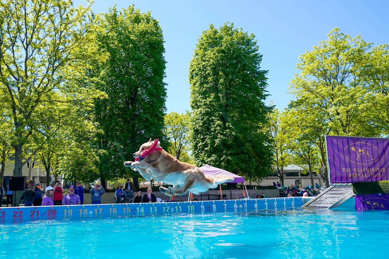 Tucker, un golden retriever de la localidad de Carver en Massachusetts, participa en la competencia.