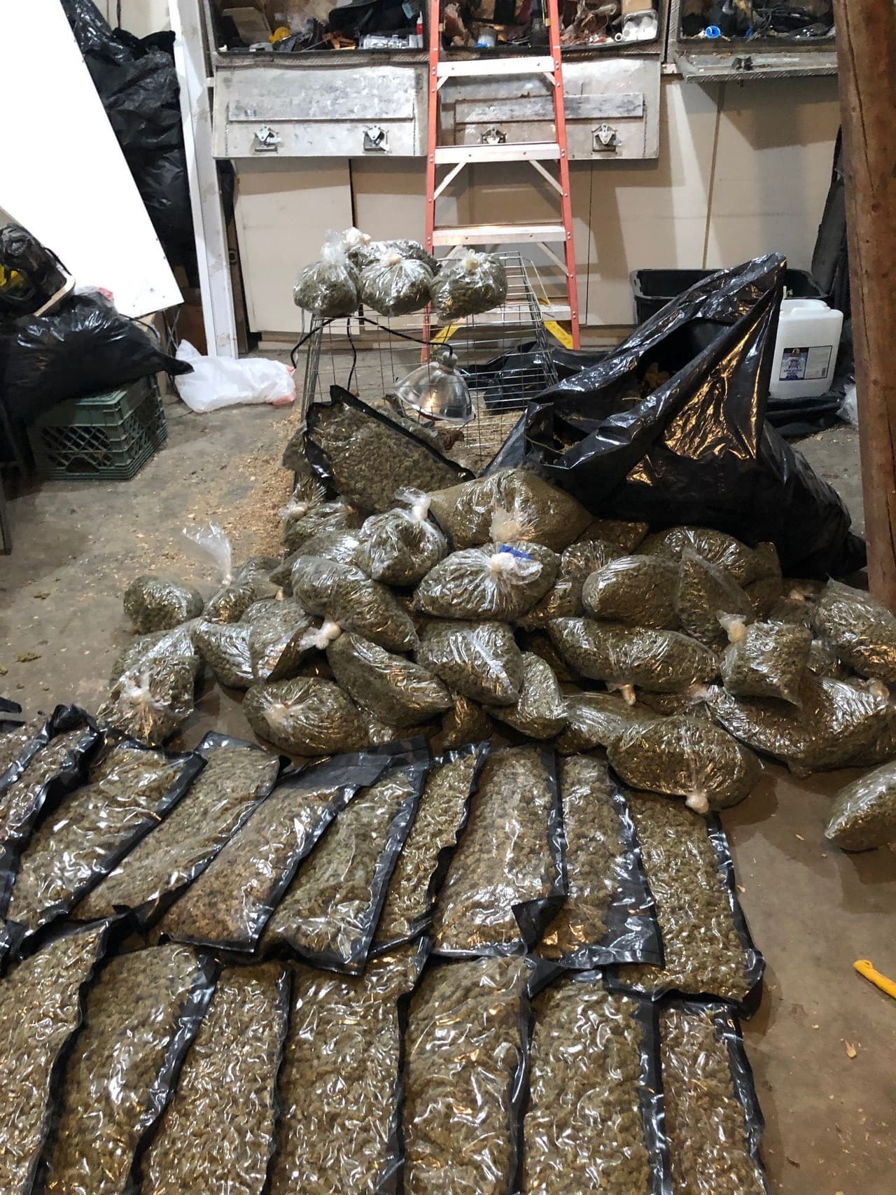 12 mil libras de cannabis pocesada y envasada.