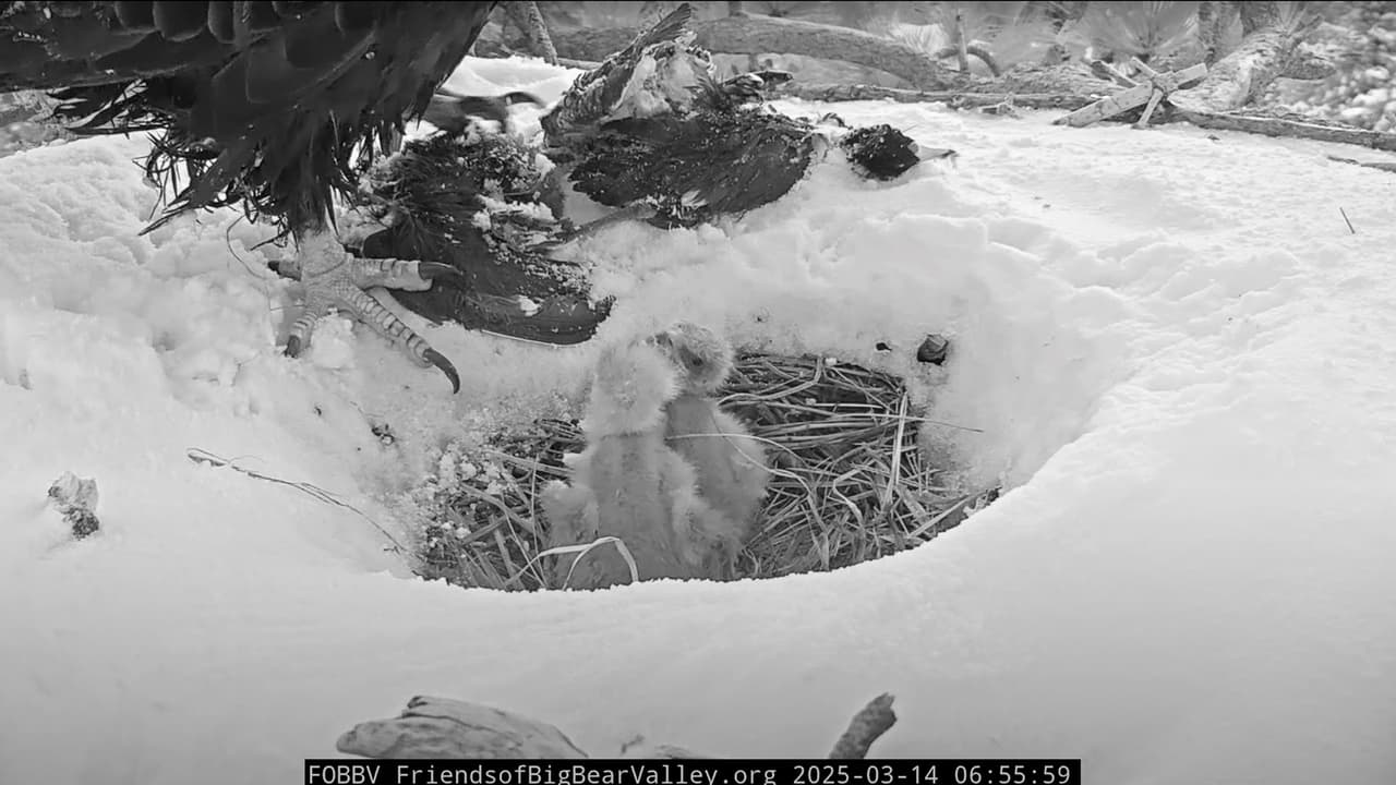 "Durante la primera sesión de alimentación de hoy, solo se vieron dos polluelos. 
<b>No podemos ver todo el nido porque la vista permanece parcialmente obstruida por la nieve</b>", advirtió la organización.