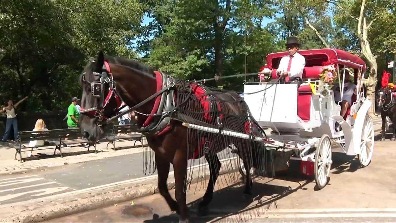 La muerte del caballo Deniz en Central Park revive el debate sobre prohibir carruajes turísticos en Nueva York