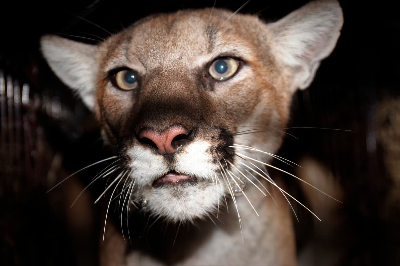 La campaña #SaveLACougars del National Wildlife Federation trabaja para crear conciencia sobre la importancia de la conservación de la vida silvestre que por años ha tratado de adaptarse a los cambios impuestos por la necesidad de transporte de las comunidades al costo de modificar los ecosistemas naturales.