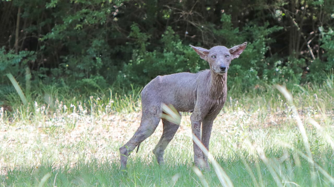 Steve Cooley, vecino de Grapevine, halló un 
<b>extraño animal en el patio de su residencia.</b> Este coyote o perro con sarna lo observó a él y su esposa por unos minutos, y fue cuando él aprovechó para tormarle unas fotografías con un teleobjetivo. Si quieres leer más de esta historia y qué dicen los expertos sobre este animal en Grapevine, 
<a href="https://www.univision.com/local/dallas-kuvn/perro-coyote-sarna-chupacabras-grapevine-texas">da click en este enlace. </a>