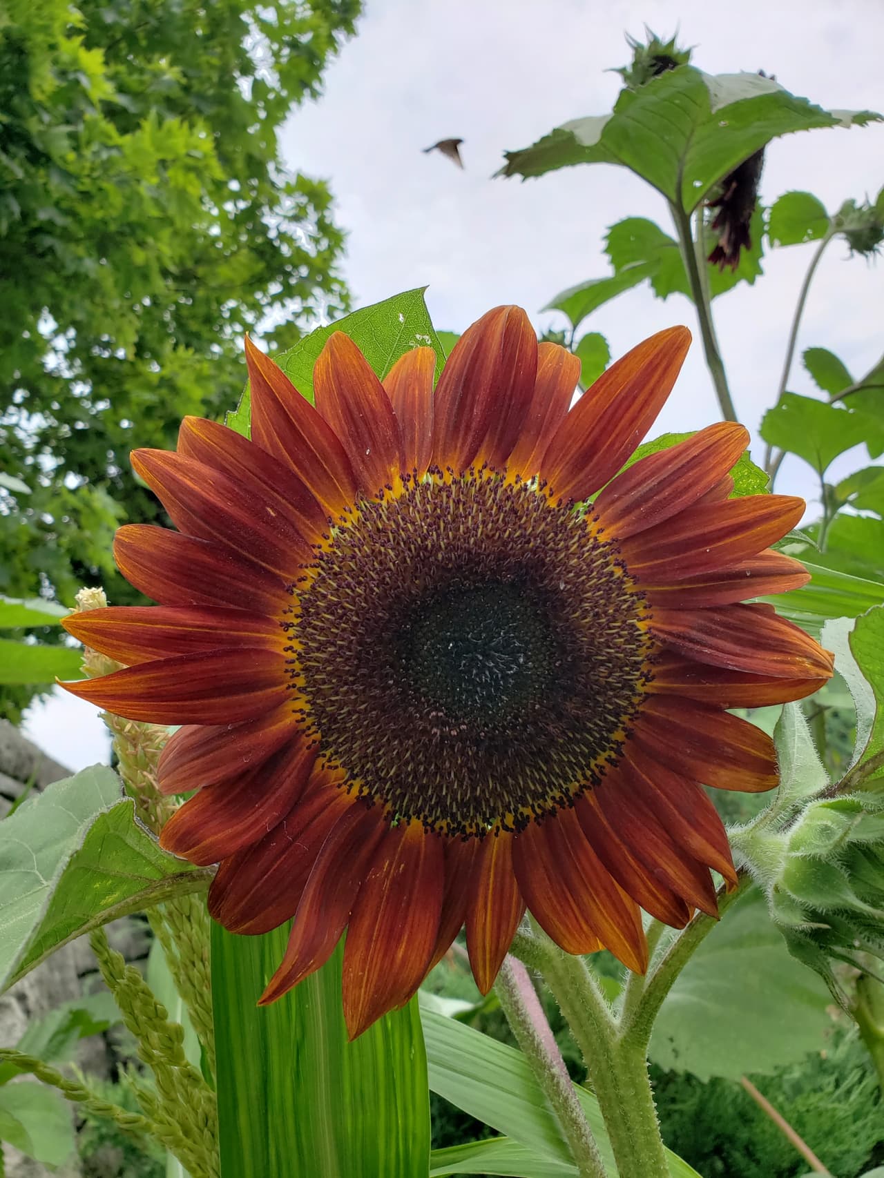 Abierto todo el año para disfrutar de diferentes plantas, flores, cascadas y más.