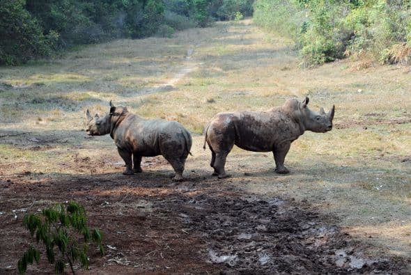 Rinoceronte significa ‘cuerno en la nariz’, es su instrumento de defensa más valioso, aunque gracias a esto se defienden también esta especie ha sido víctima de persecuciones por su preciado cuerno.