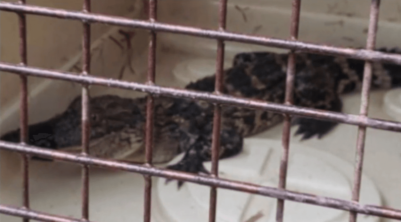 Encuentran caimán en lago de Carolina del Norte, indican autoridades