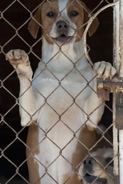 Para realizar el sacrificio de los perros callejeros se utiliza una sobredosis de barbitúricos o las descargas eléctricas.