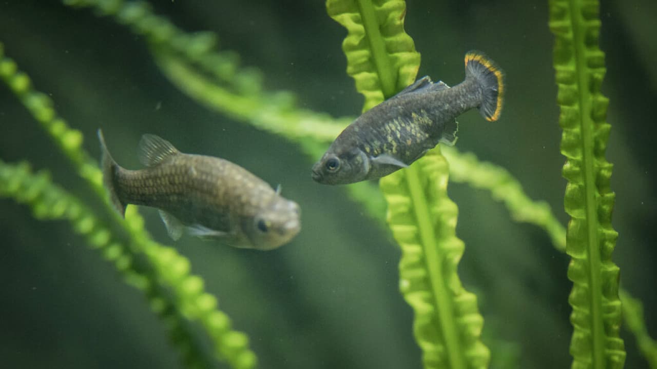 <b>En video: <b>Vuelve a su hábitat un pez mexicano que había desaparecido en la naturaleza</b></b>
<br>
<br>El pequeño pez conocido como ‘aleta de tequila’ o ‘zoogoneticus tequila’ desapareció de su entorno natural, en la región centro-oeste de México, a finales del siglo XX. No obstante, científicos y residentes lograron conservar en cautiverio algunos ejemplares.