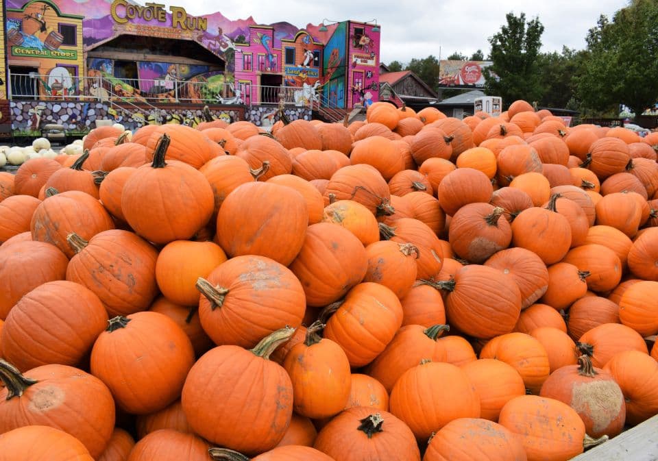 <b><a href="https://www.countryjunction.com/pumpkin-festival">Great Pocono Pumpkin Festival (24 de septiembre al 30 de octubre)</a></b>. El Gran Festival de la Calabaza de Pocono es una de las mejores cosas para hacer durante el otoño en el noreste de Pensilvania. Celebrado todos los días desde finales de septiembre hasta octubre, este es uno de los festivales de otoño más antiguos de Pensilvania. Los visitantes pueden intentar escapar del laberinto de maíz, ver personajes disfrazados y más.