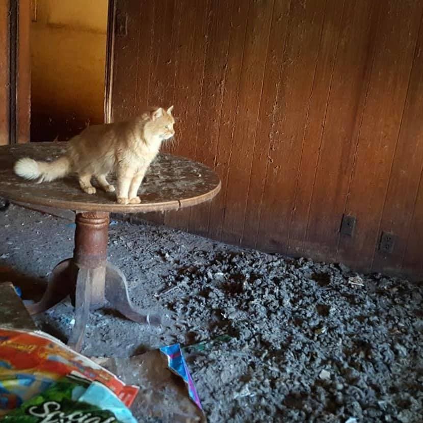 El inmueble, localizado en Denton, albergaba a una gran cantidad de gatos de todos tamaños y edades mal atendidos.