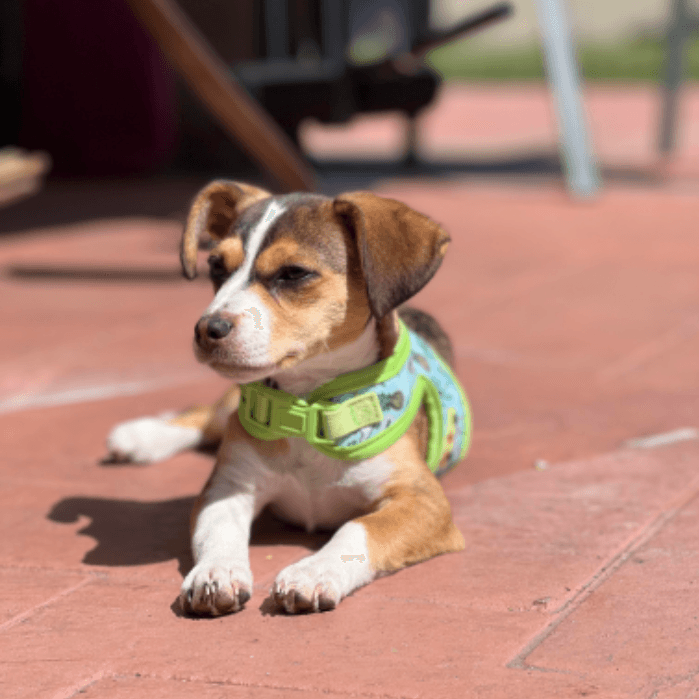 Alma, celebra el Día de la Foto de las Mascotas, se llama Millie. ¿Es bella, no creen?