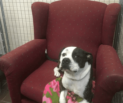 Campaña para donar sofás para comodidad de perros en adopción se vuelve viral