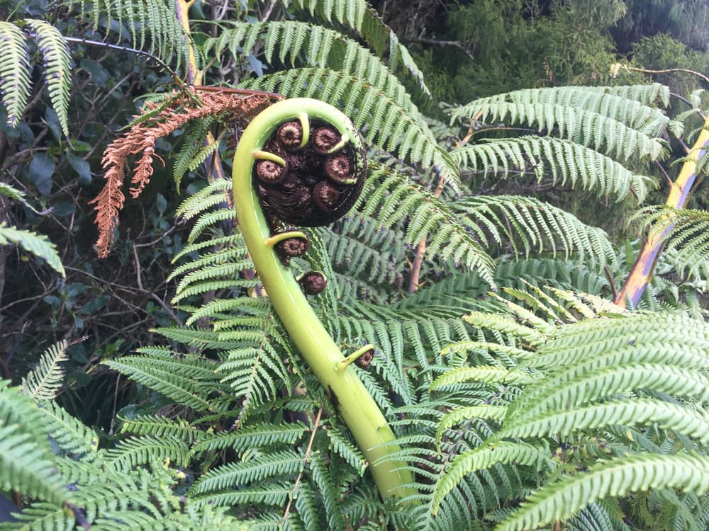 <h3 class="cms-H3-H3">Espiral </h3>
<br>Se caracteriza por su proporción áurea, es decir, es igual que arriba, igual que abajo y se cree que conecta el mundo. 
<br>
<br>