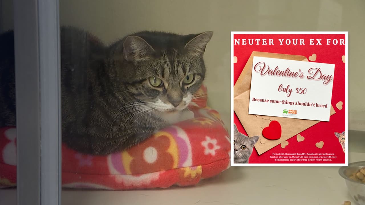 Refugio de Nueva Jersey ofrece poner nombre de tu ex a gatos salvajes que serán castrados