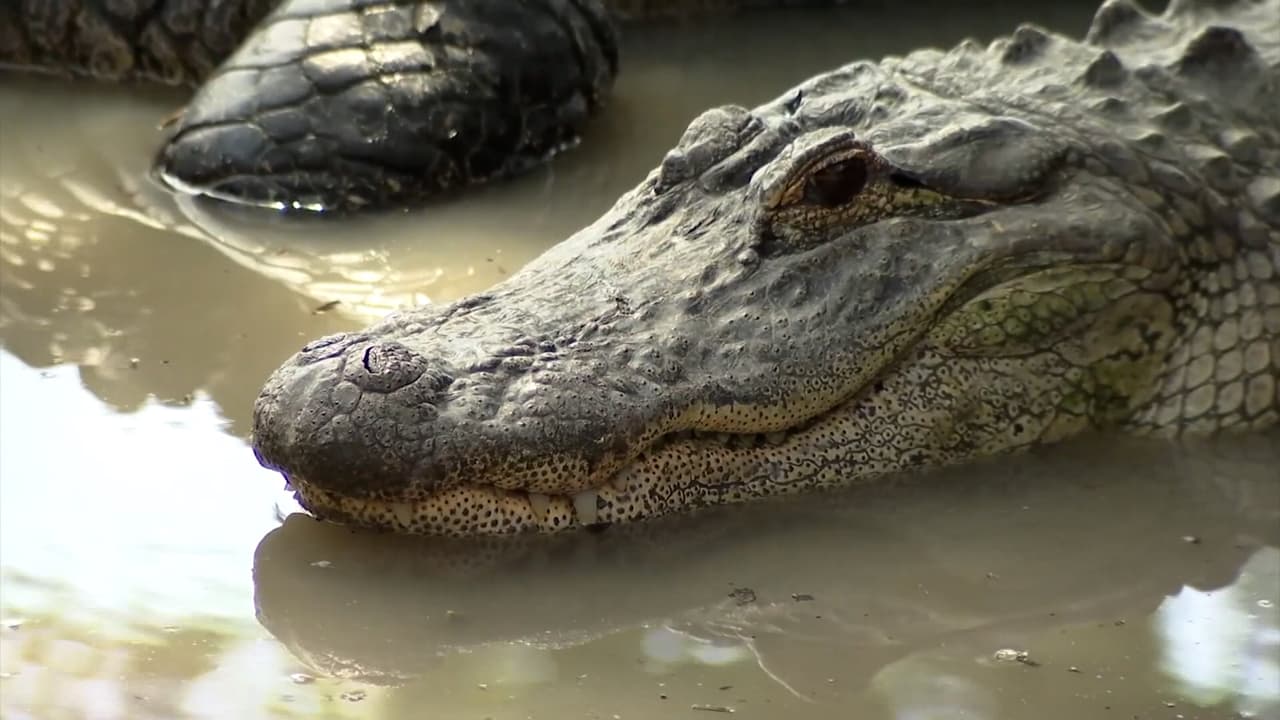 Hombre de 72 años pierde una pierna tras ataque de caimán en Titusllvie
