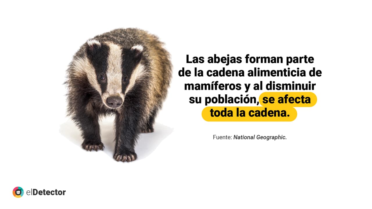 <a href="https://www.univision.com/noticias/diamundialabejas-no-evidencias-humanidad-acaba-4-anos-si-desaparecen-abejas-pero-mundo-si-cambiaria" target="_blank">Lee aquí</a> la verificación completa de
<b> elDetector.</b>