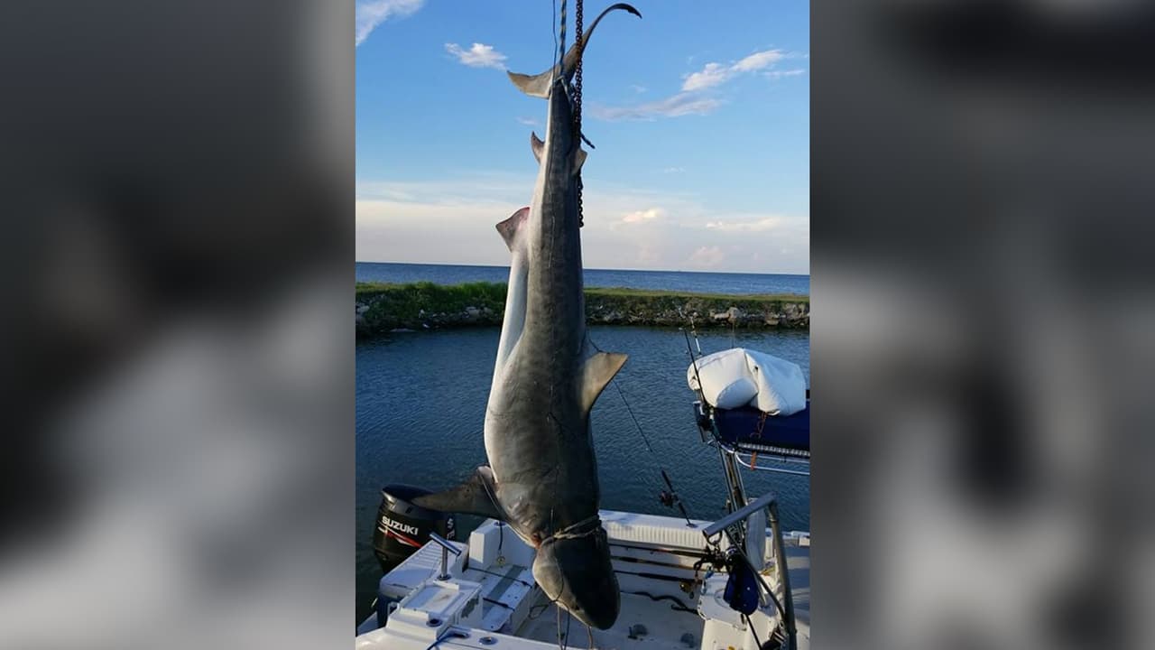 James Massa Jr. ocupó la tercera posición con la captura de otro tiburon tigre de 817 libras.