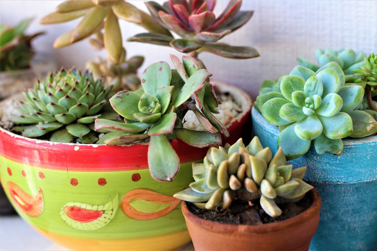 Las suculentas son las favoritas de muchos y en los últimos años han sido más populares porque las hay en distintas versiones y tamaños. Lo más importante con estas plantas es no ahogarlas y cambiarles el sutrato o buscar uno especial para cactus.