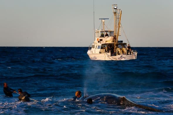 Cientos de personas se reunieron en la playa para ver el acto de solidaridad.